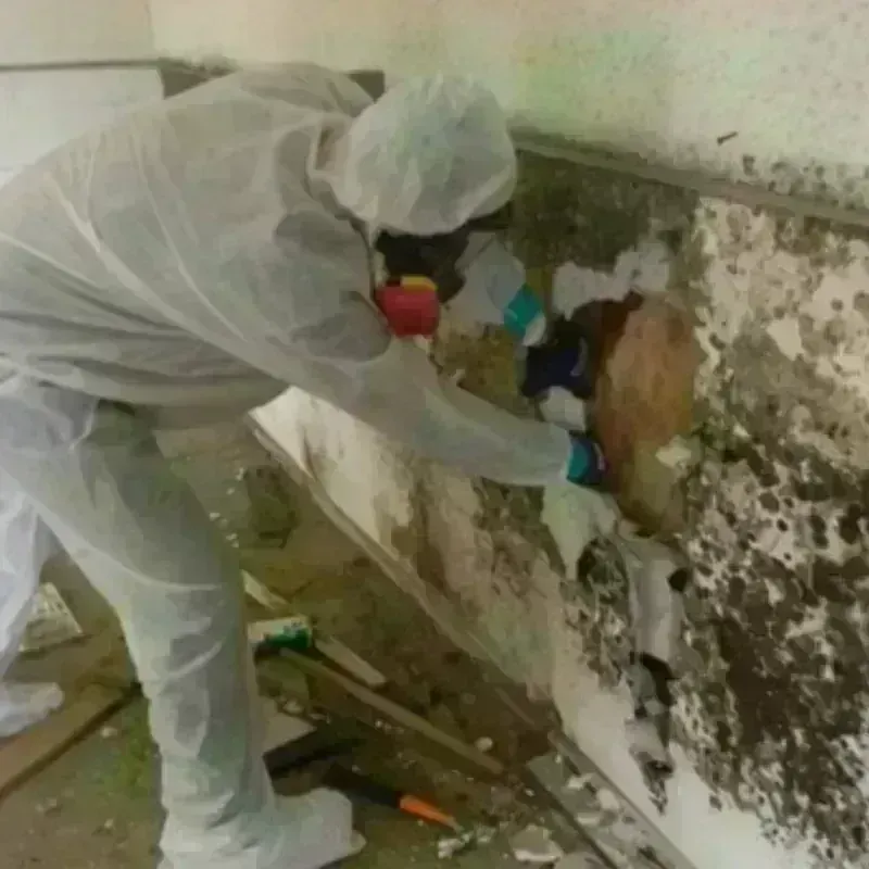 Mold Remediation and Removal in Woodbury, TN